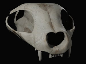 Cat Skull 3D Model