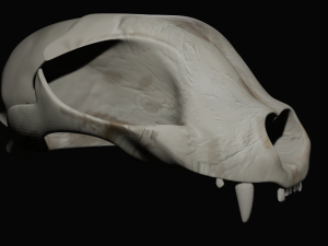 Cat Skull 3Dモデル