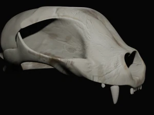 Cat Skull 3D Model