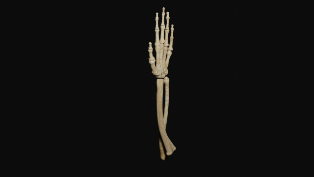 Arm bones 3D Model .c4d .max .obj .3ds .fbx .stl .blend 