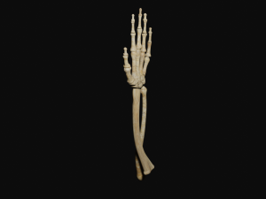 Arm bones 3D Model