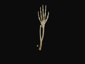Arm bones 3D Model