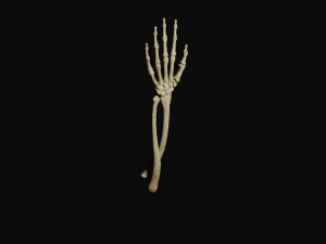 Arm bones 3D Model