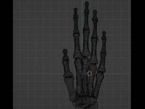 Arm bones 3D Model