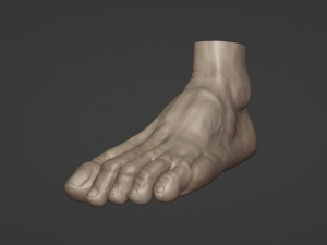Leg-anatomy-sculpting 3D 模型