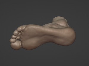 Leg-anatomy-sculpting 3D 模型