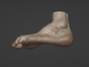 Leg-anatomy-sculpting 3D 模型