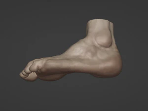 Leg-anatomy-sculpting 3D Model