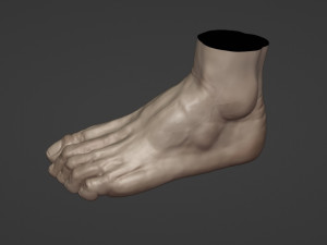 Leg-anatomy-sculpting 3D 模型