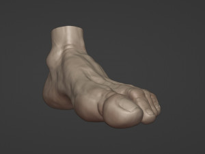 Leg-anatomy-sculpting 3D 模型