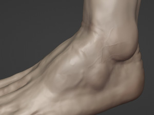 Leg-anatomy-sculpting 3D 模型
