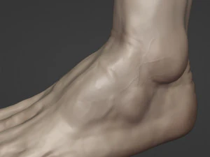 Leg-anatomy-sculpting 3D Model