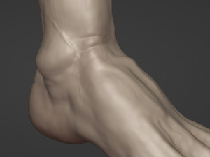 Leg-anatomy-sculpting 3D 模型