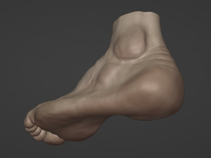 Leg-anatomy-sculpting 3D 模型