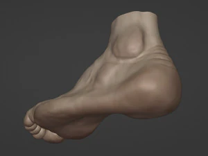 Leg-anatomy-sculpting 3D Model