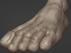 Leg-anatomy-sculpting 3D Model