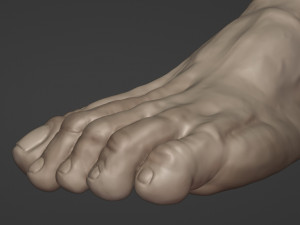 Leg-anatomy-sculpting 3D 模型