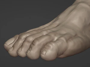 Leg-anatomy-sculpting 3D Model