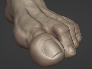 Leg-anatomy-sculpting 3D 模型