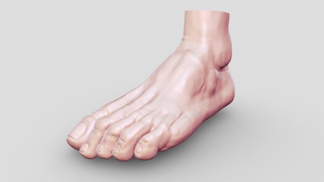 Leg-anatomy-sculpting 3D 模型 .c4d .max .obj .3ds .fbx .stl .blend