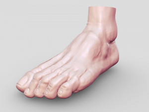 Leg-anatomy-sculpting 3D 모델
