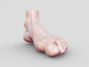 Leg-anatomy-sculpting 3D Model