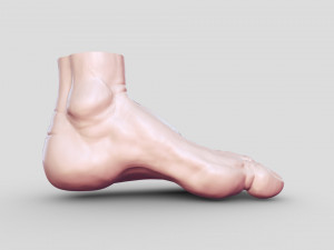 Leg-anatomy-sculpting 3D 模型