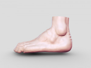 Leg-anatomy-sculpting 3D 模型