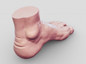 Leg-anatomy-sculpting 3D 模型
