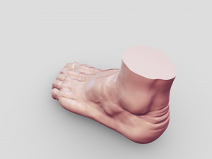 Leg-anatomy-sculpting 3D 模型