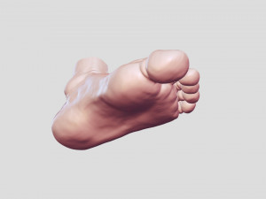 Leg-anatomy-sculpting 3D 模型