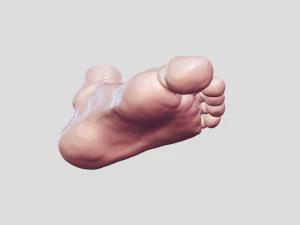 Leg-anatomy-sculpting 3D Model