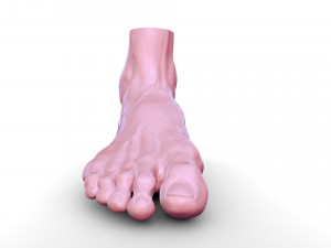 Leg 3D 모델