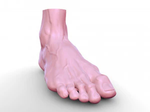 Leg 3D Model