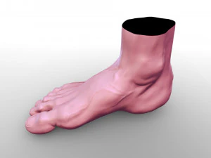 Leg 3D Model