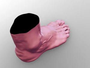 Leg 3D Model