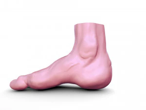 Leg 3D Model
