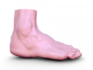 Leg 3D Model