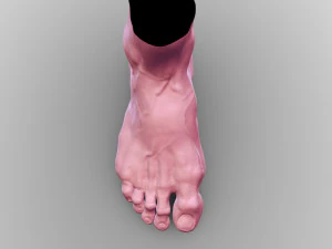 Leg 3D Model
