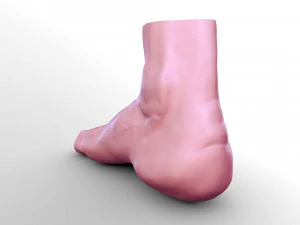 Leg 3D Model