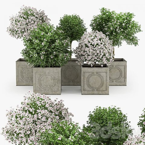 Flowers 3D 模型 .c4d .max .obj .3ds .fbx .stl .blend 