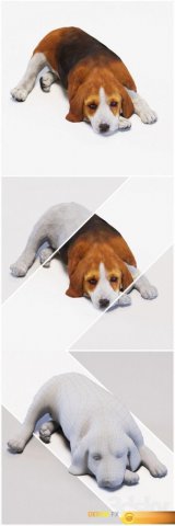 Dog 3Dモデル .c4d .max .obj .3ds .fbx .stl .blend 