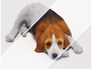 Dog 3D Model