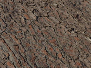 Pine Bark Textures CG टेक्स्चर्स