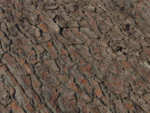 Pine Bark Textures CG Textures
