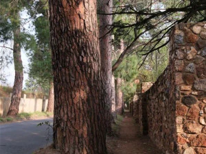 Pine Bark Textures CG Textures