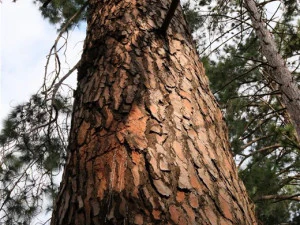 Pine Bark Textures CG Textures