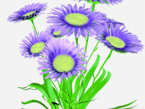 Aster alpinus 3D Model