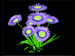 Aster alpinus 3D Modell