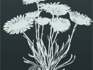 Aster alpinus 3D Модель